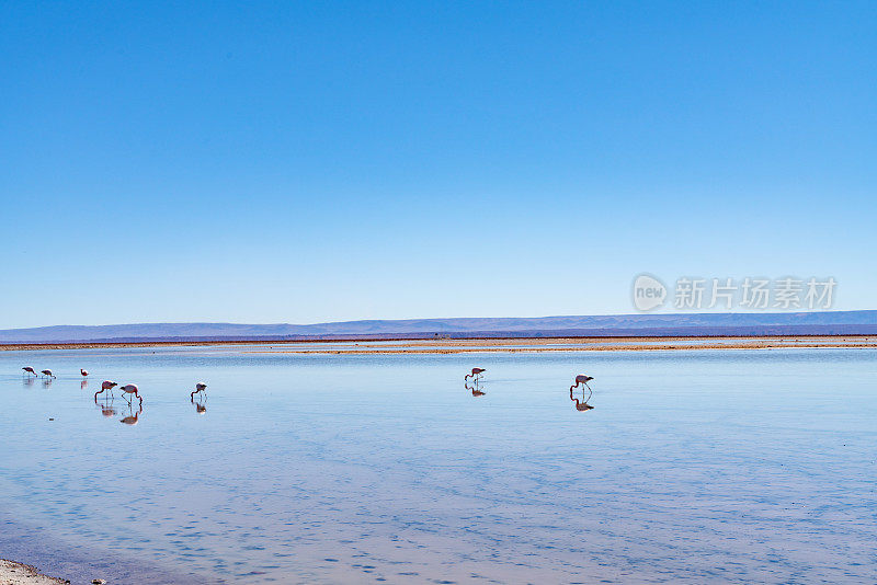 Laguna Chaxa 公园的野生火烈鸟 - 智利安托法加斯塔地区圣佩德罗德阿塔卡马